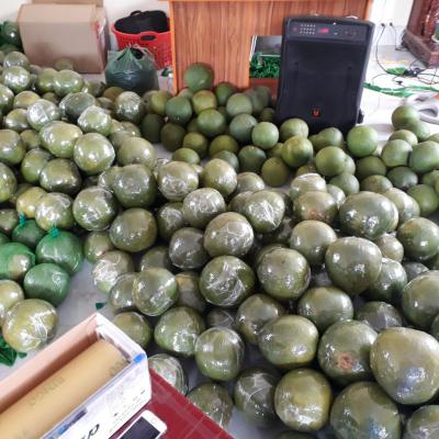 Hợp Tác Xã Bưởi Da Xanh Giồng Trôm