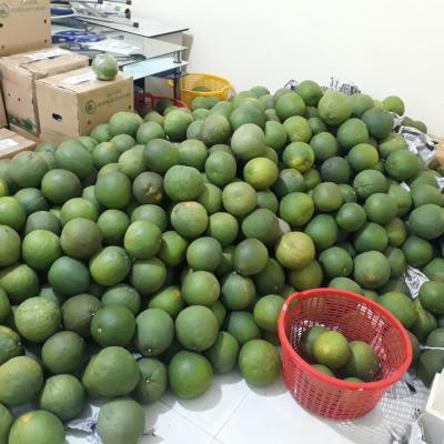 Hợp Tác Xã Bưởi Da Xanh Giồng Trôm