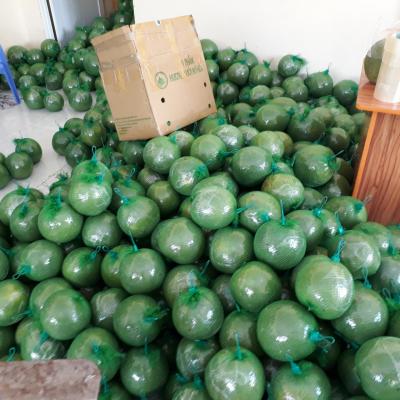 Hợp Tác Xã Bưởi Da Xanh Giồng Trôm