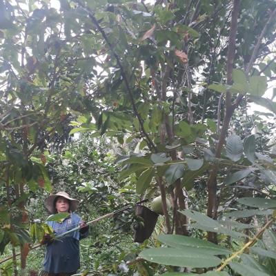 Hợp Tác Xã Bưởi Da Xanh Giồng Trôm