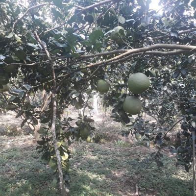 Hợp Tác Xã Bưởi Da Xanh Giồng Trôm