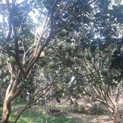 Hợp Tác Xã Bưởi Da Xanh Giồng Trôm