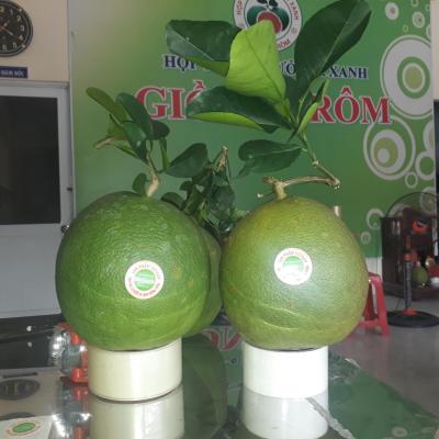 Hợp Tác Xã Bưởi Da Xanh Giồng Trôm