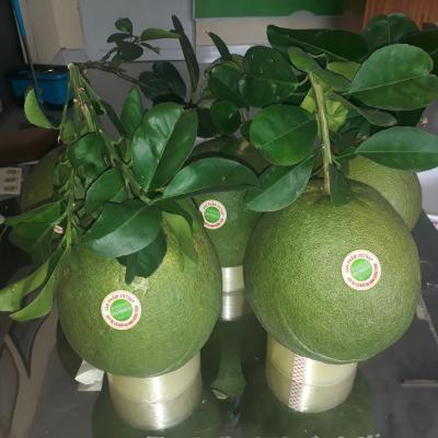 Hợp Tác Xã Bưởi Da Xanh Giồng Trôm