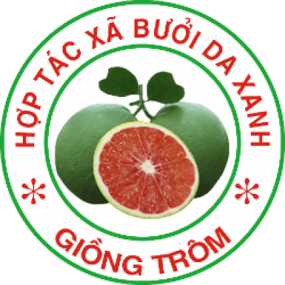 Mô hình trồng bưởi da xanh của hợp tác xã ở Giồng Trôm – Bến Tre